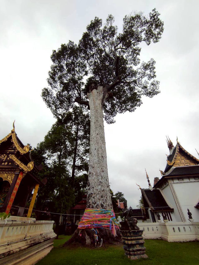 วัดเจดีย์หลวงวรวิหาร(Wat Chedi Luang Worawihan)🙏 วัดเจดีย์หลวงวรวิหาร(Wat Chedi Luang Worawihan)🙏