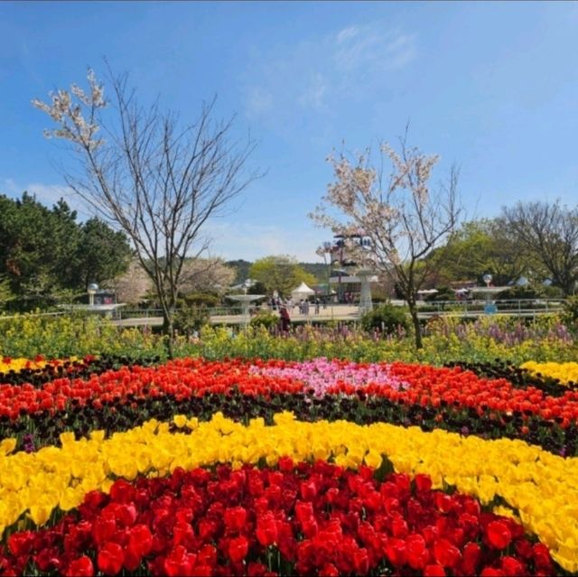 코리아플라워파크, 태안 바닷가에 핀 꽃의 향연 🌼 코리아플라워파크, 태안 바닷가에 핀 꽃의 향연 🌼