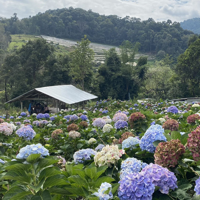 🌸💙 ปล่อยใจจอย ๆ ที่ทุ่งไฮเดรนเยีย สวนคุณทองดี 💙