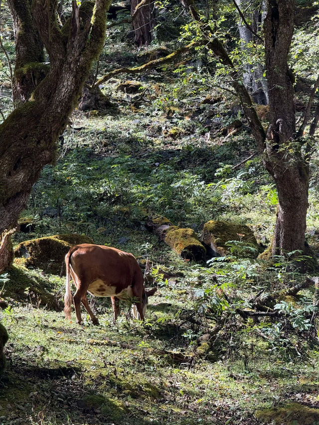 Yubeng Village Sacred Forest: A Mystical Walk Among Giants 🌲🙏