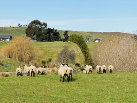 紐西蘭 南島 奧馬魯之動物大合輯