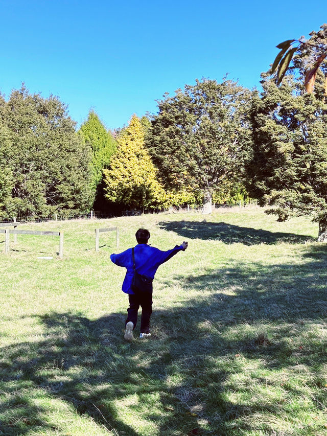 🌿 Centennial Park, New Zealand: Where Heritage Meets Untamed Beauty! 🍃