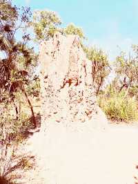 🏜️ Darwin Termite Mounds: Nature's Skyscrapers in the Australian Outback! 🌄