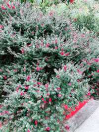 Flower Dome Singapore: A Must-Visit Floral Wonderland