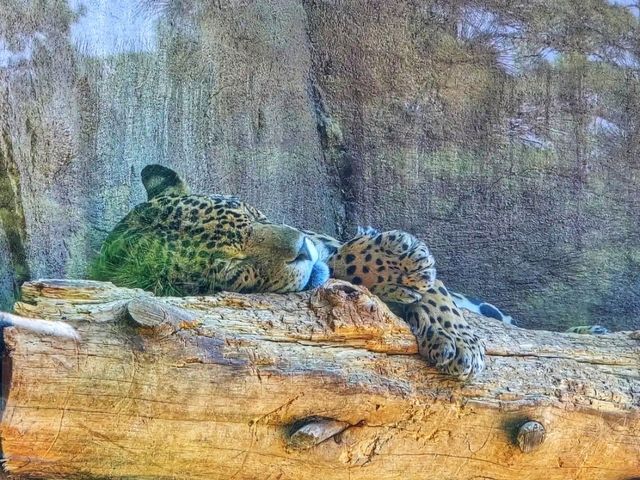 🐻 Bearizona Wildlife Park – A Wild Adventure in Williams, Arizona