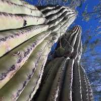 Desert Botanical Garden