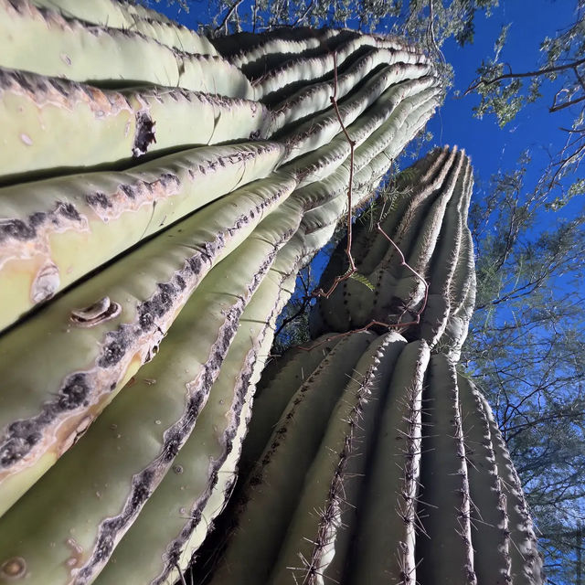 Desert Botanical Garden