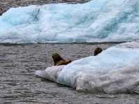 ❄️ Glacier Bay National Park – Alaska’s Living Ice Kingdom