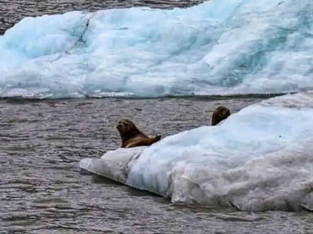 ❄️ Glacier Bay National Park – Alaska’s Living Ice Kingdom