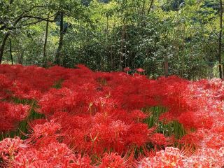Higanbana or Manjushage: From Anime to Reality