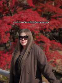 🍂 Autumn in Nara Park🍁🫎