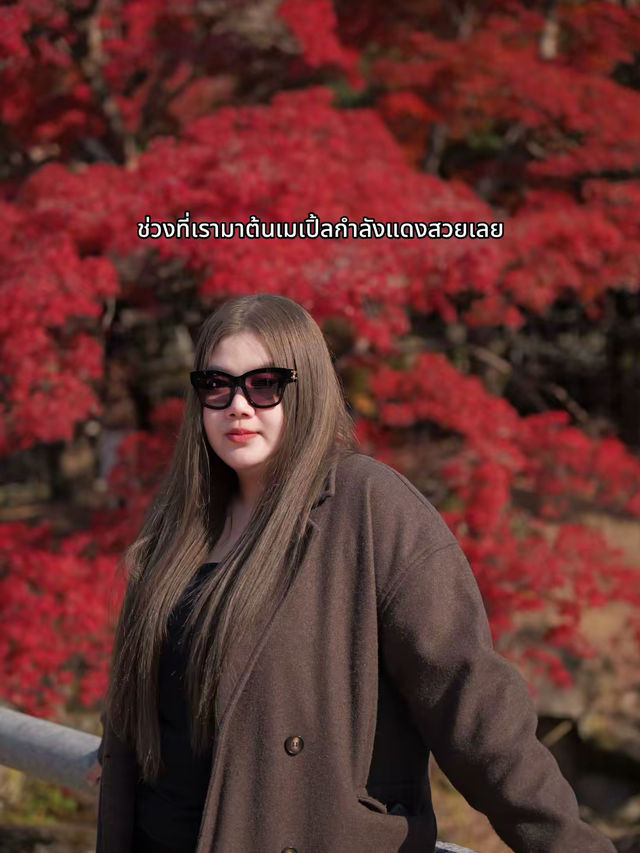 🍂 Autumn in Nara Park🍁🫎