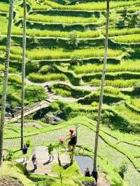 Terrace Tranquil🌾