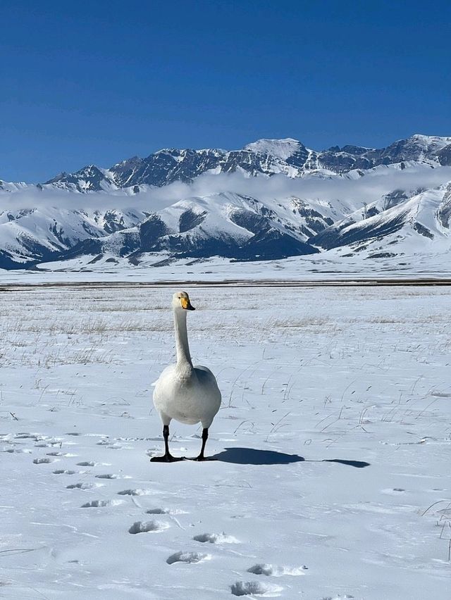 ❄️ “The Frozen Beauty of Heaven’s Lake” ❄️