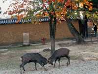 奈良東大寺～穿越千年遇見世界最大木造建築！與鹿共游的佛像奇觀🦌🏯