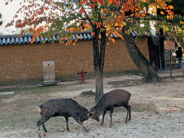 奈良東大寺～穿越千年遇見世界最大木造建築！與鹿共游的佛像奇觀🦌🏯