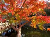 奈良小眾絕景🍁秋日鷺池的油畫感太絕了!