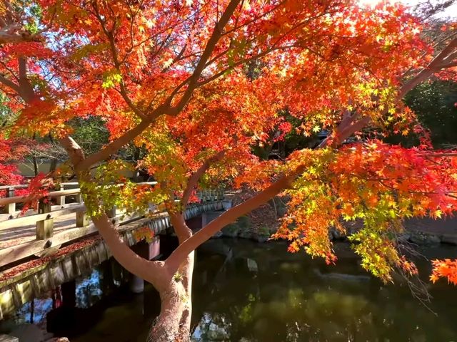 奈良小眾絕景🍁秋日鷺池的油畫感太絕了! 奈良小眾絕景🍁秋日鷺池的油畫感太絕了!