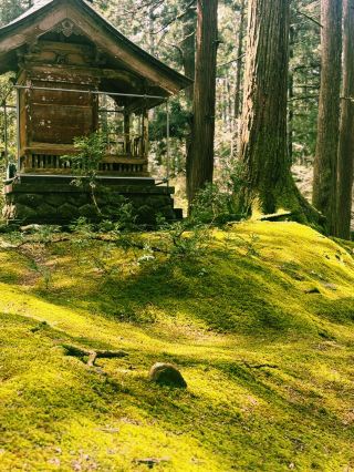 🌲 อุทยานแห่งชาติแบคซาน: ป่าไม้เขียวชอุ่มที่เต็มไปด้วยต้นไม้สูงตระหง่าน 🌳✨