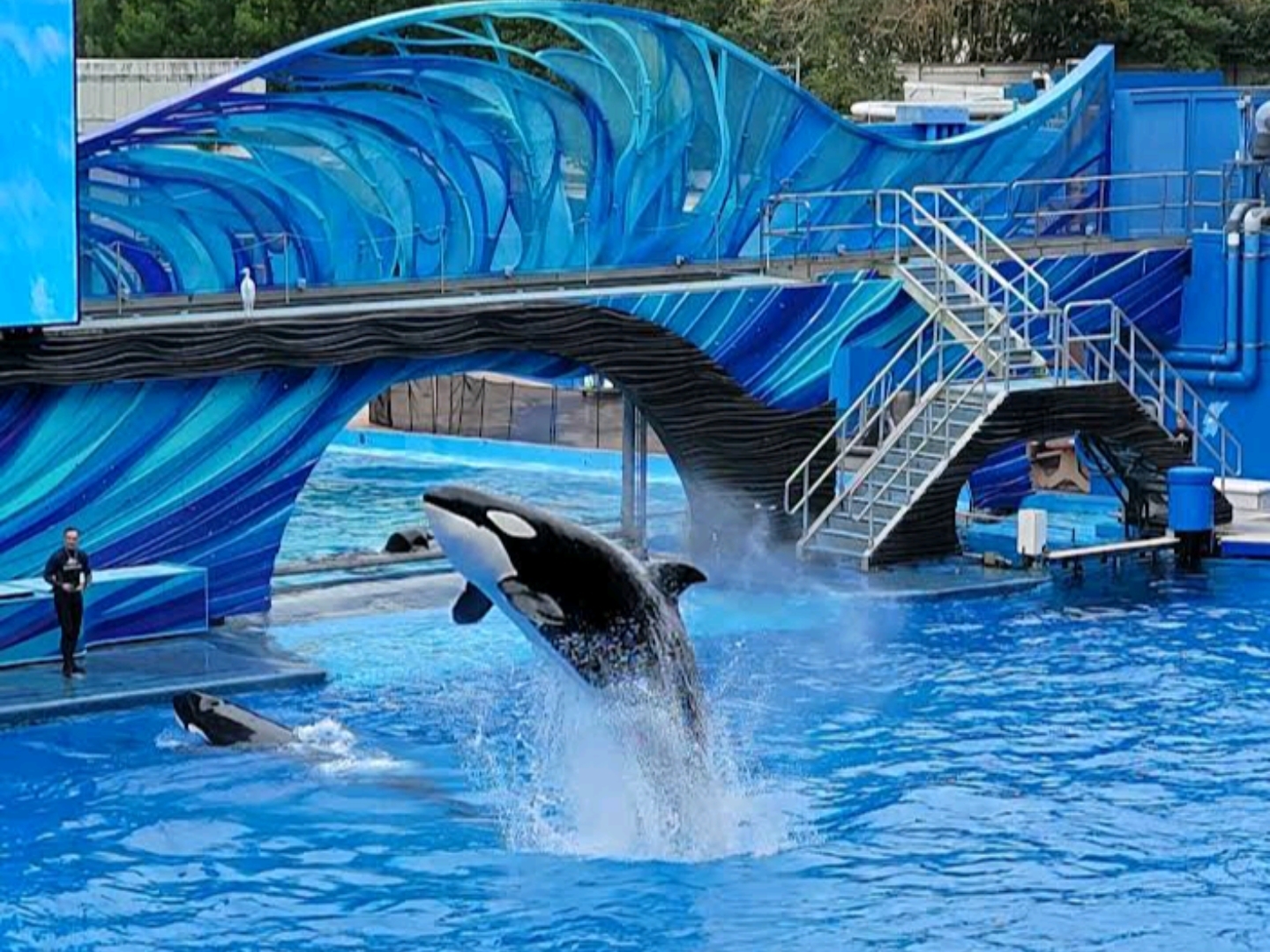 。SeaWorld Orlando 🐬🎢✨