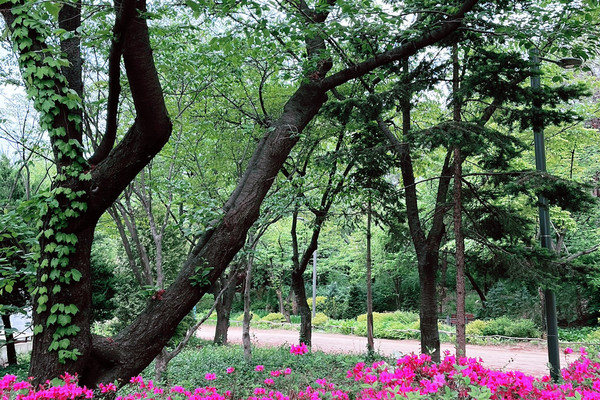 ソウルの森 – ソウルで必ず訪れたい緑の楽園 | Trip.com ソウル