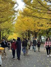 北海道大學：「北大金葉季」被銀杏樹包圍的療癒散策日記📓