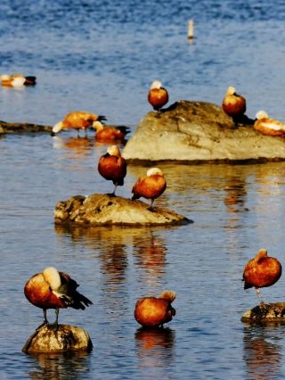 🕊️ Qinghuahai Wetland | A Paradise for Migratory Birds in Baoshan