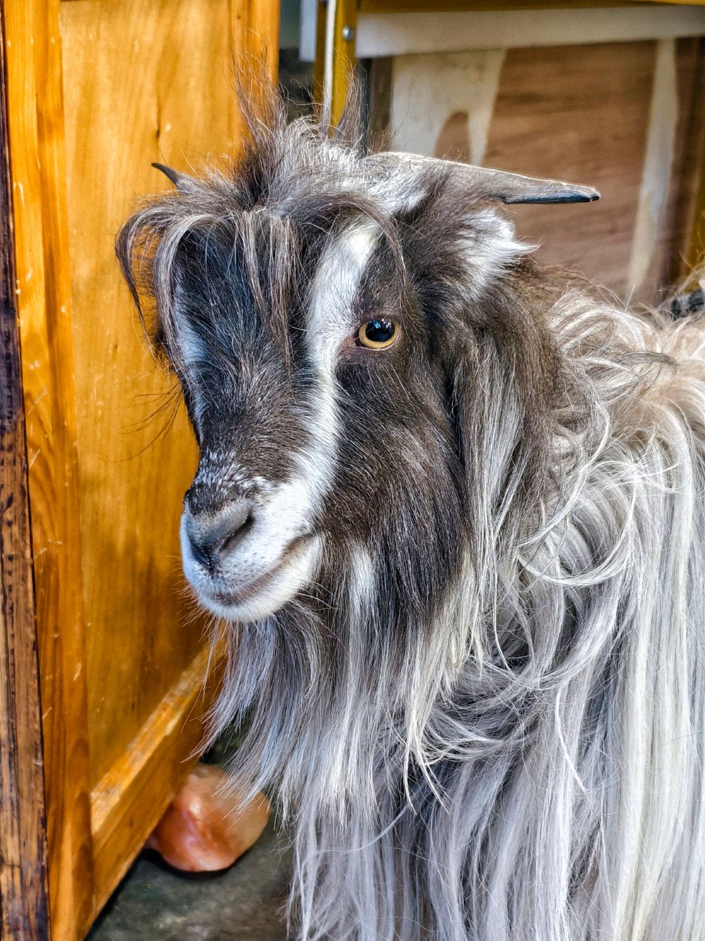 LIVING "MASCOTS" OF LIJIANG