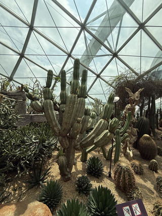 A Desert Wonderland in the Heart of Singapore — Cacti Take Centre Stage!