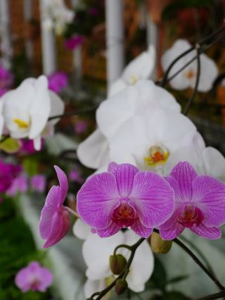 7月及9月限定！在月夜下綻放的「大王蓮」——神代植物公園夜間特別開放活動