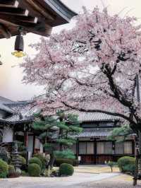 Xiangji Temple covered with cherry blossoms 🌸