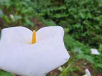 Immense yourself into the greenery of Alishan