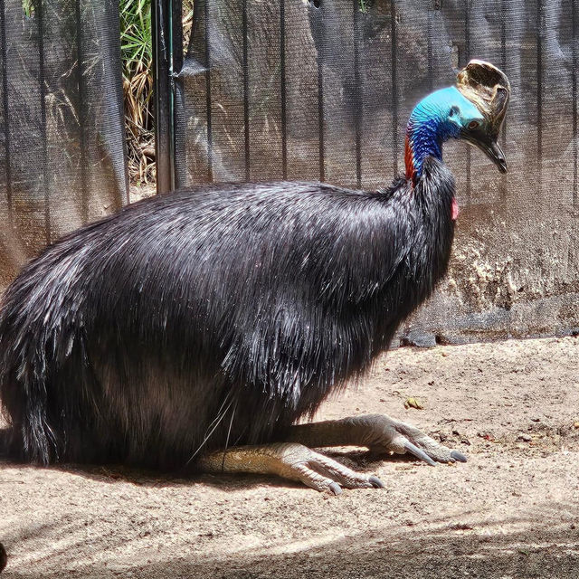 Adelaide Zoo 🗺️