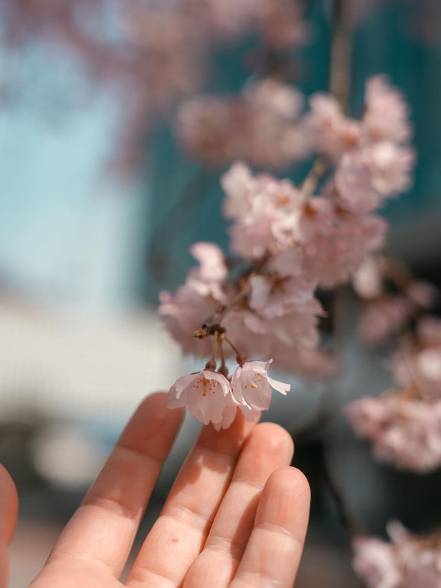 🌺 한국과학기술원 오리연못 🌸