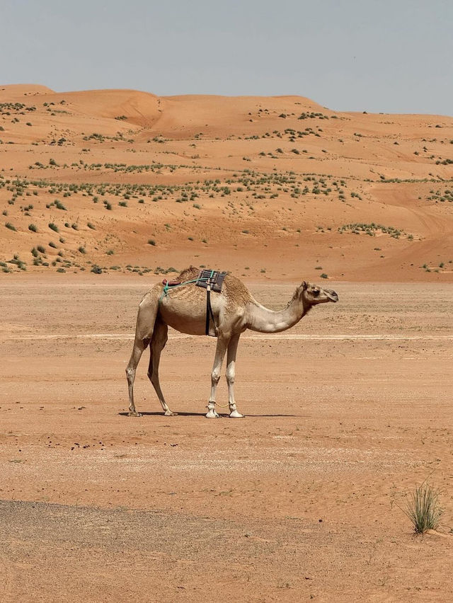 Gulf of Oman desert and semi-desert