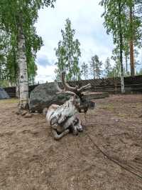 Reindeer feeding 🦌🐾🦌