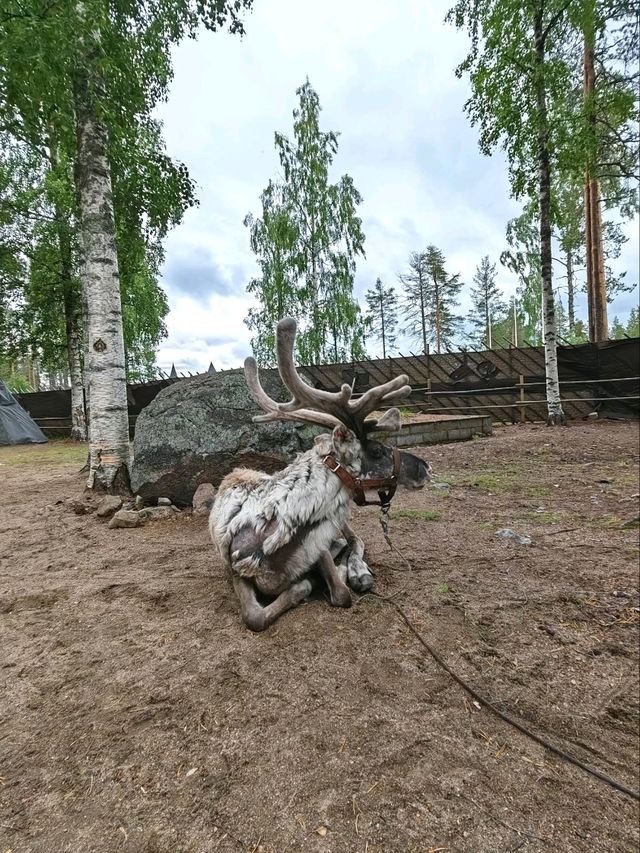 Reindeer feeding 🦌🐾🦌