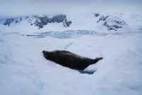 🇦🇶 Day 5-8: FINALLY REACHED ANTARCTICA