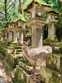 Springtime at Kasuga Taisha (Nara)