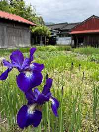 World heritage pilgrimage in Japan. Walking on Kumano Kodo
