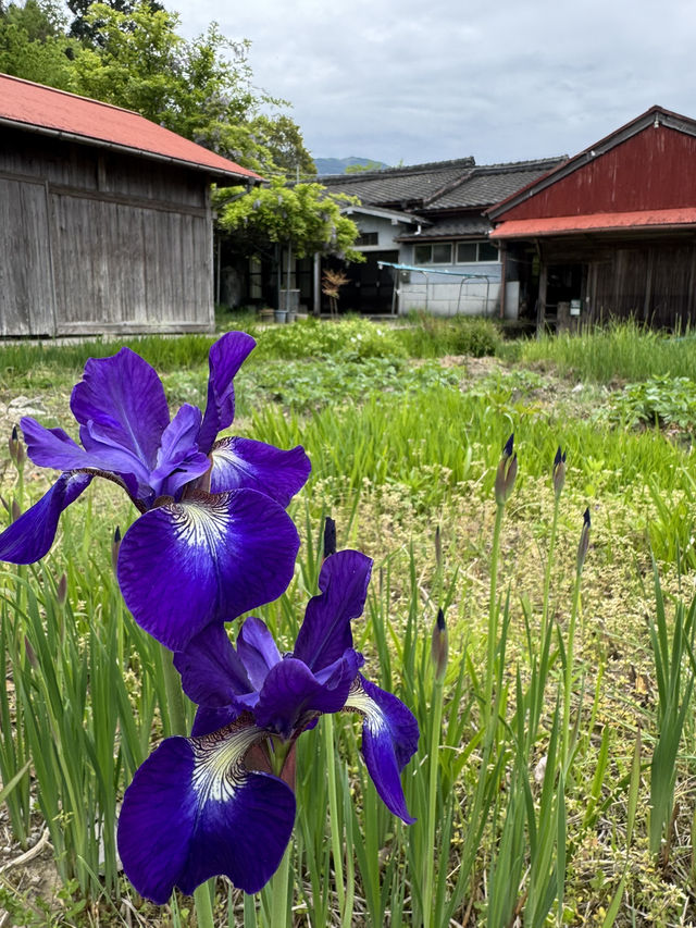 World heritage pilgrimage in Japan. Walking on Kumano Kodo