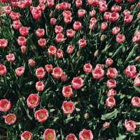 Tulip Wonderland: A Blooming Dream in Amsterdam