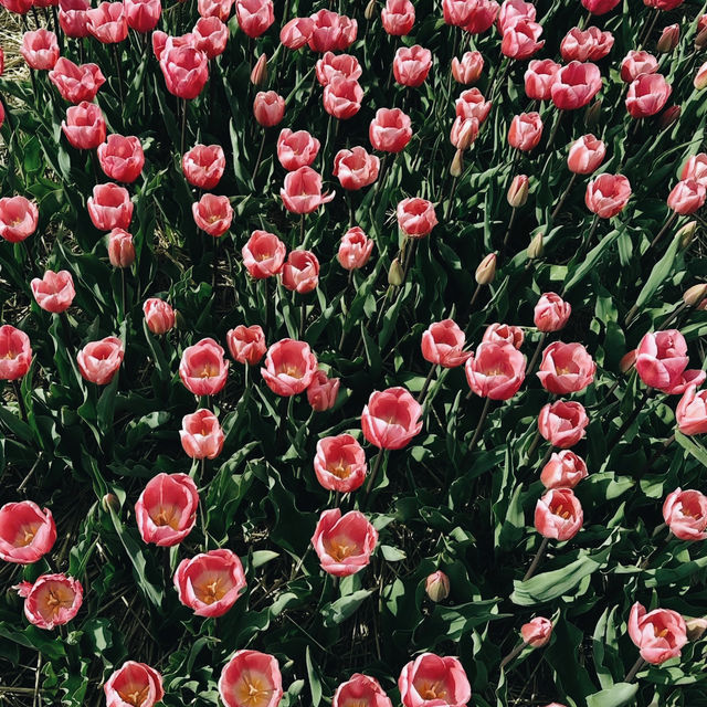 Tulip Wonderland: A Blooming Dream in Amsterdam