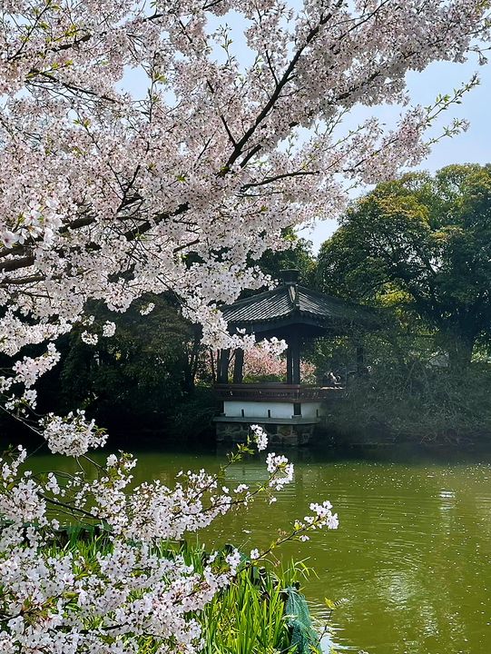 Wuxi’s Cherry Blossom Forest – What a Find!!