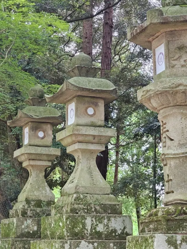 早上或下午遊奈良公園？以下是你需要知道的！