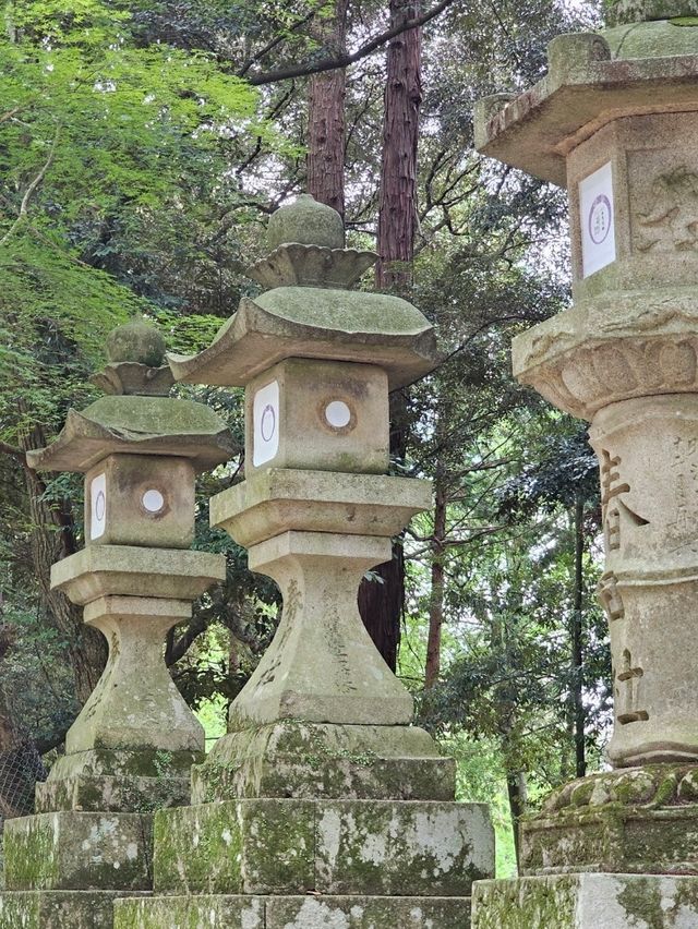 🦌 Morning or Afternoon in Nara Park? Here's What You Need to Know!