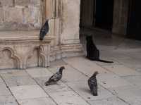 Dubrovnik - possibly the most beautiful walled city in the world? 