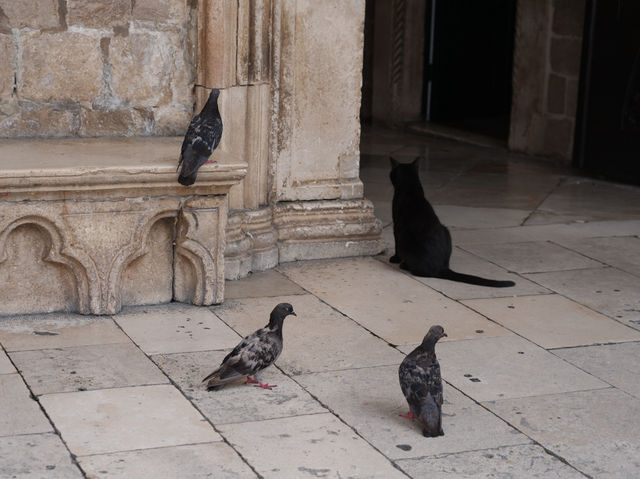 Dubrovnik - possibly the most beautiful walled city in the world? 
