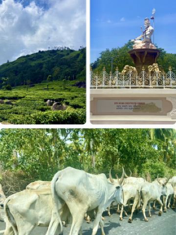Sunset over Rubber Groves