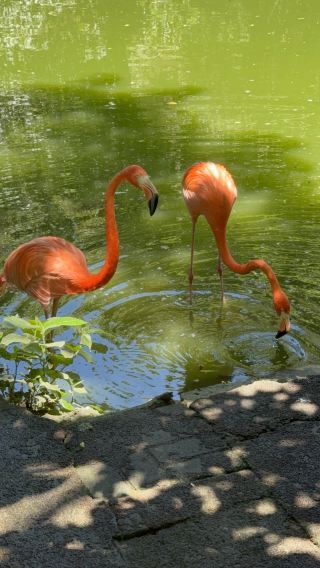 Family Fun at Neo Park Okinawa: A Day with the Birds